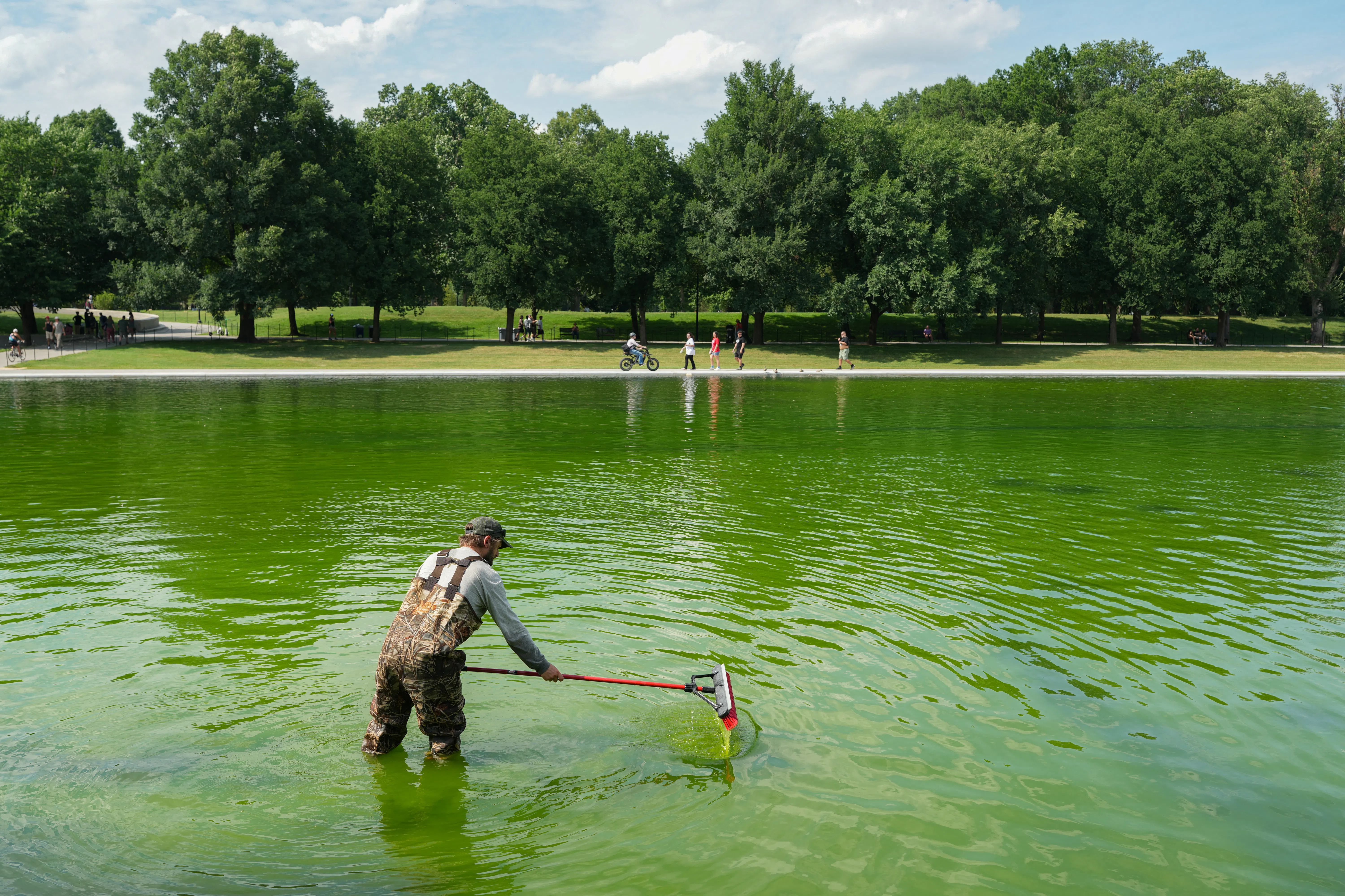 A worker holds a squeegee mop while standing in the very green Lincoln Memorial Reflecting Pool