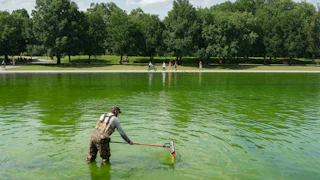 A worker holds a squeegee mop while standing in the very green Lincoln Memorial Reflecting Pool