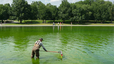 A worker holds a squeegee mop while standing in the very green Lincoln Memorial Reflecting Pool