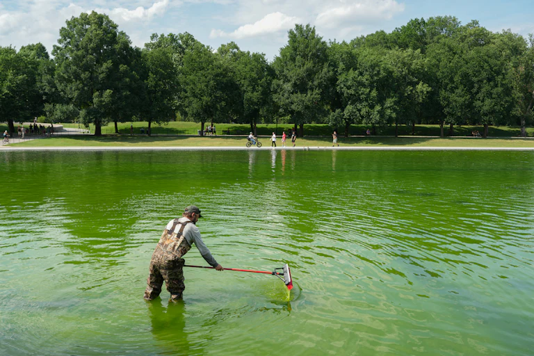A worker holds a squeegee mop while standing in the very green Lincoln Memorial Reflecting Pool