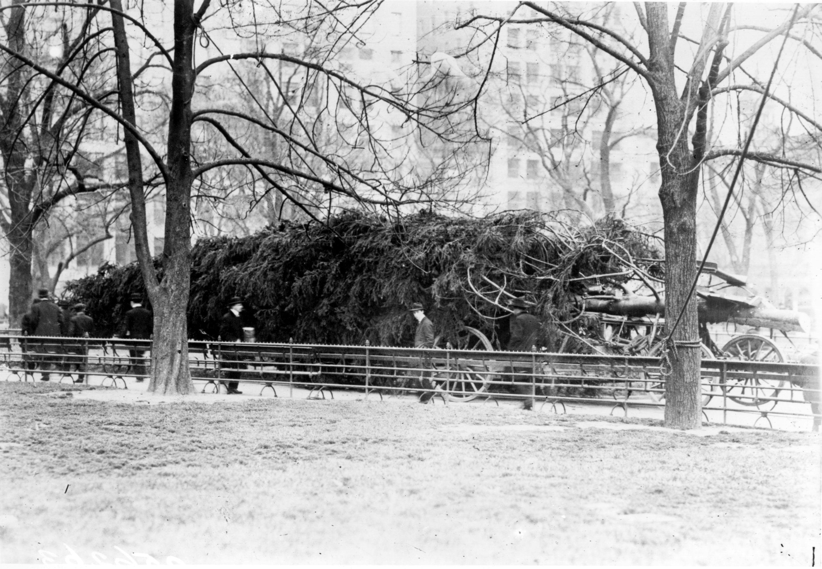 New York's Christmas tree for the homeless waiting to be erected in Madison Square, circa 2013.