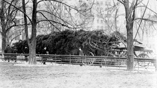 New York's Christmas tree for the homeless waiting to be erected in Madison Square, circa 2013.
