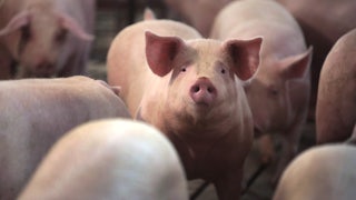 A piglet, surrounded by other piglets, looks at the camera.