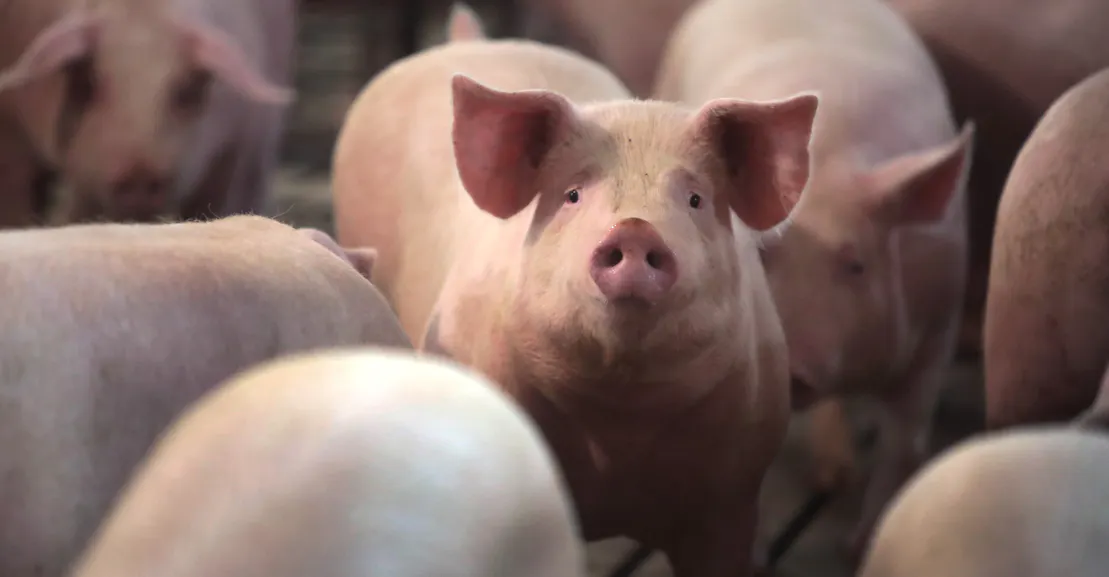 Meat Plants, Oil Pipelines, and the Ethical Tensions of Tribal Sovereignty Meat Plants, Oil Pipelines, and the Ethical Tensions of Tribal Sovereignty