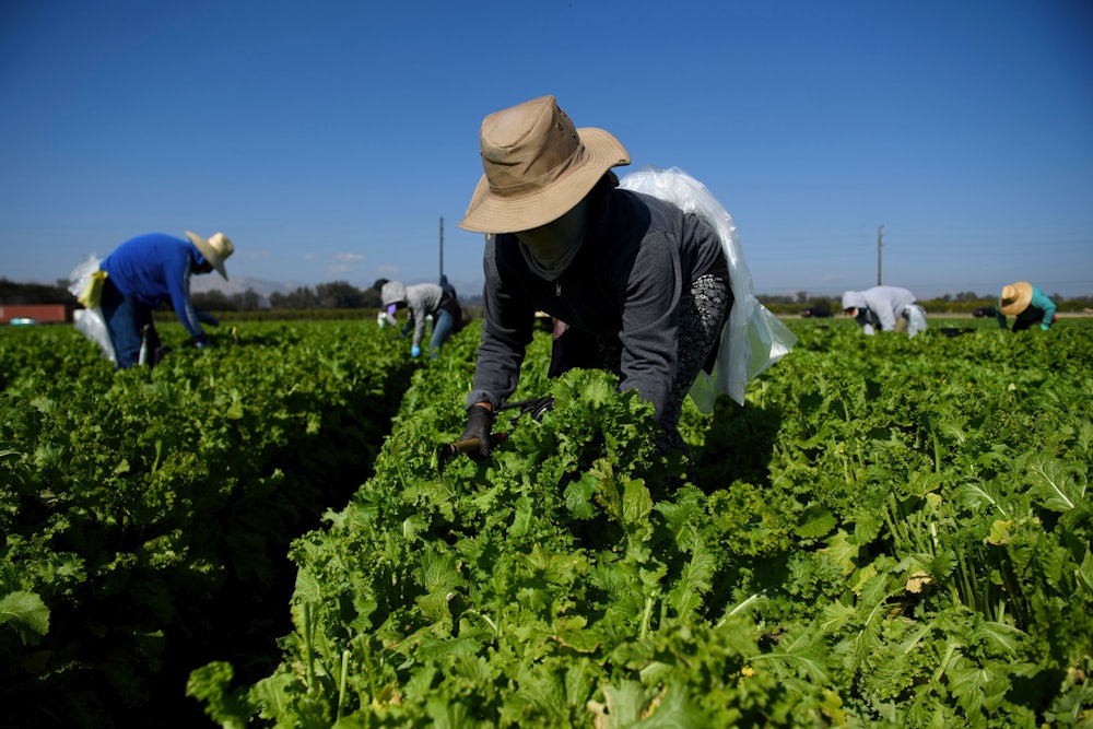 Farm workers harvest greens.