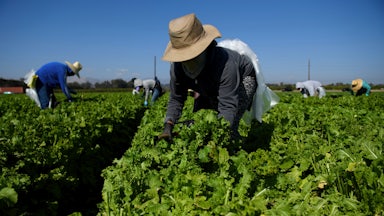 Farm workers harvest greens.