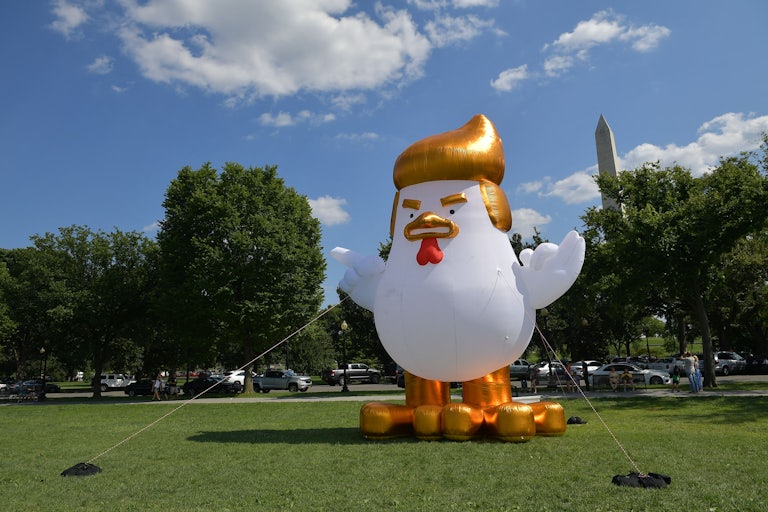 A massive inflatable chicken made to look like Trump with bushy gold eyebrows and gold hair is set up in a park near the Washington Monument.