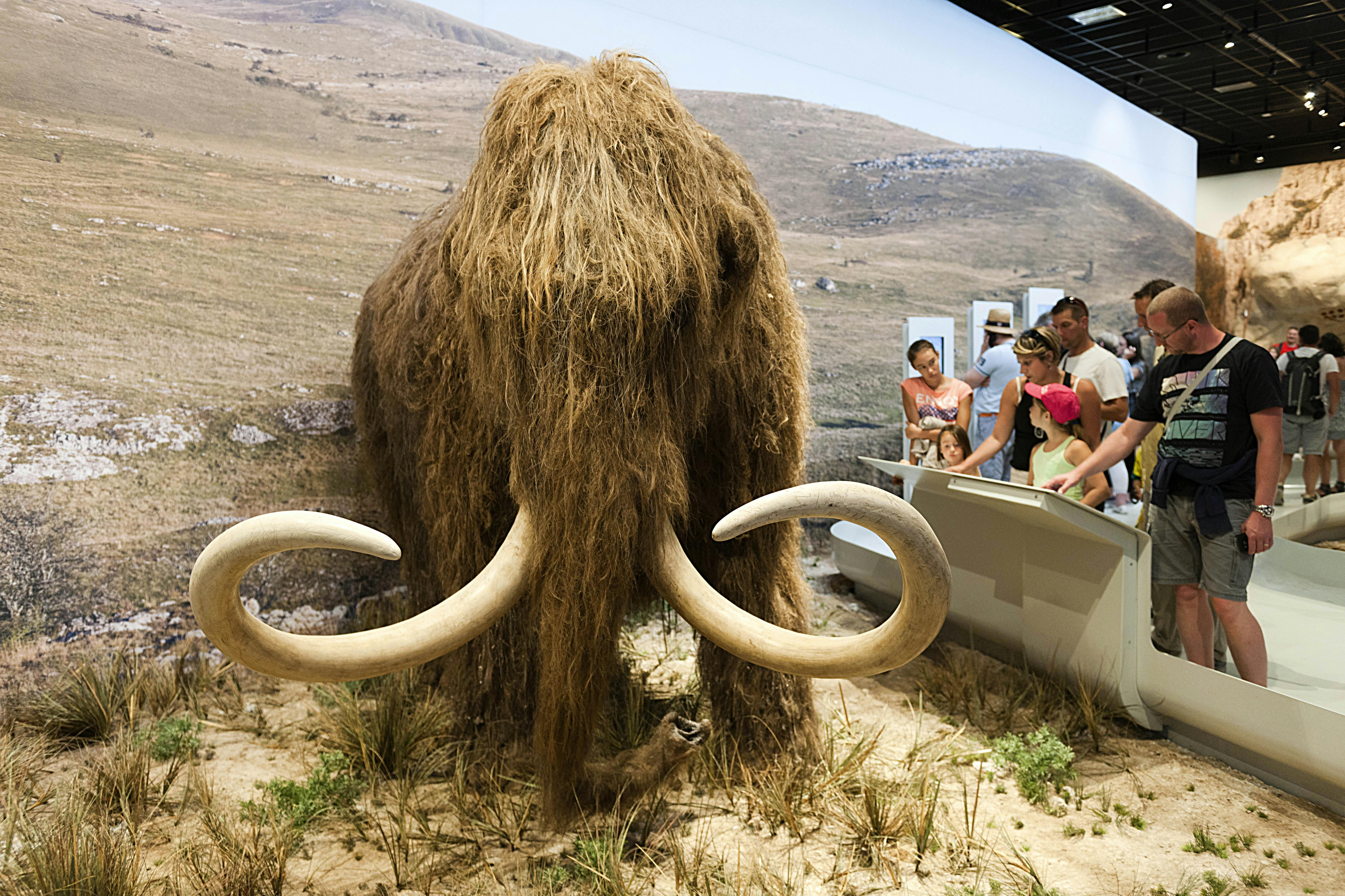 Resurrecting Woolly Mammoths Is a Legal Nightmare | The New Republic