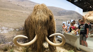 People look at a life-size reproduction of a woolly mammoth.