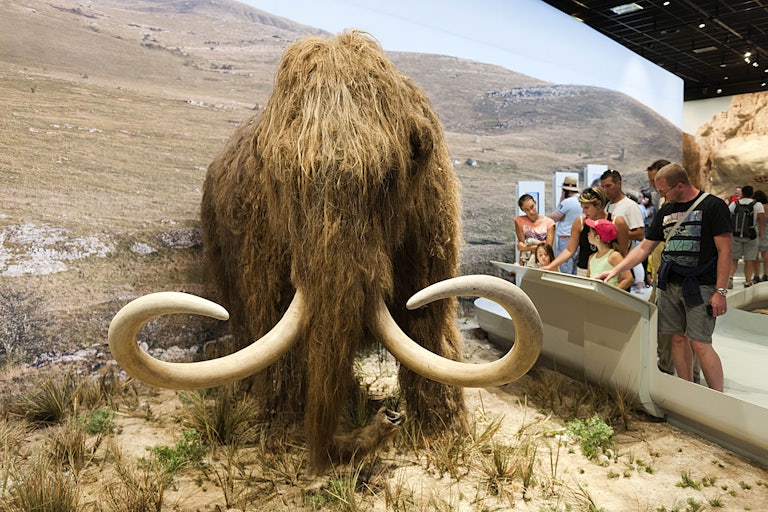 People look at a life-size reproduction of a woolly mammoth.