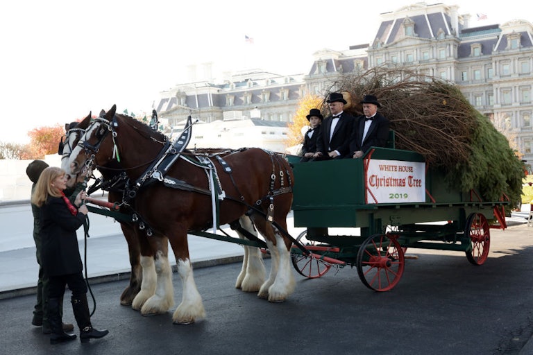 Two horses tow a carriage bearing people in top hats and a Christmas tree.