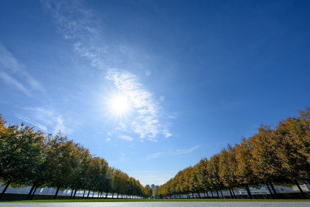 This image shows an allee of trees beneath a blue sky.