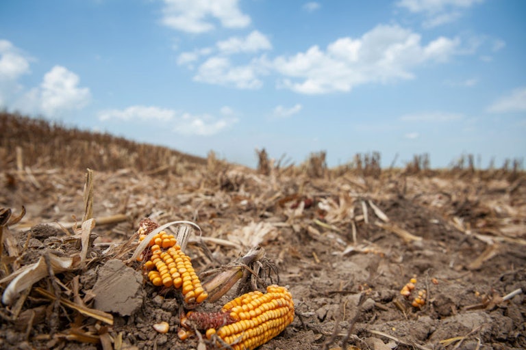 A dried, broken ear of corn lies in the middle of a harvested field.