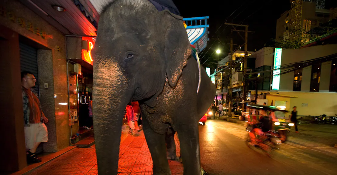 Martha Nussbaum’s Case for Animal Rights Martha Nussbaum’s Case for Animal Rights