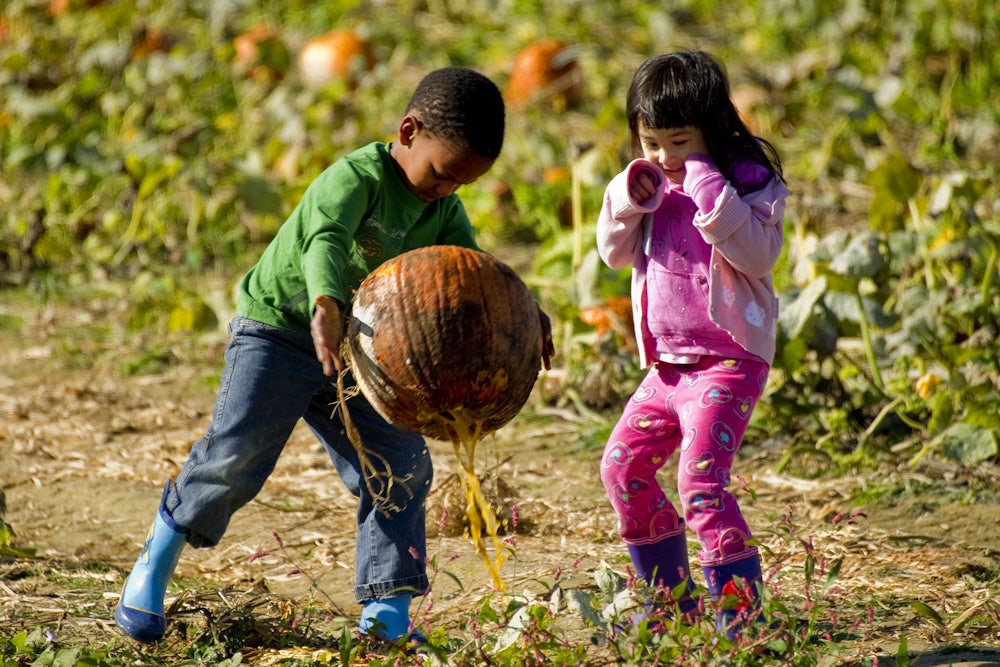 Children react after picking up a rotting pumpkin