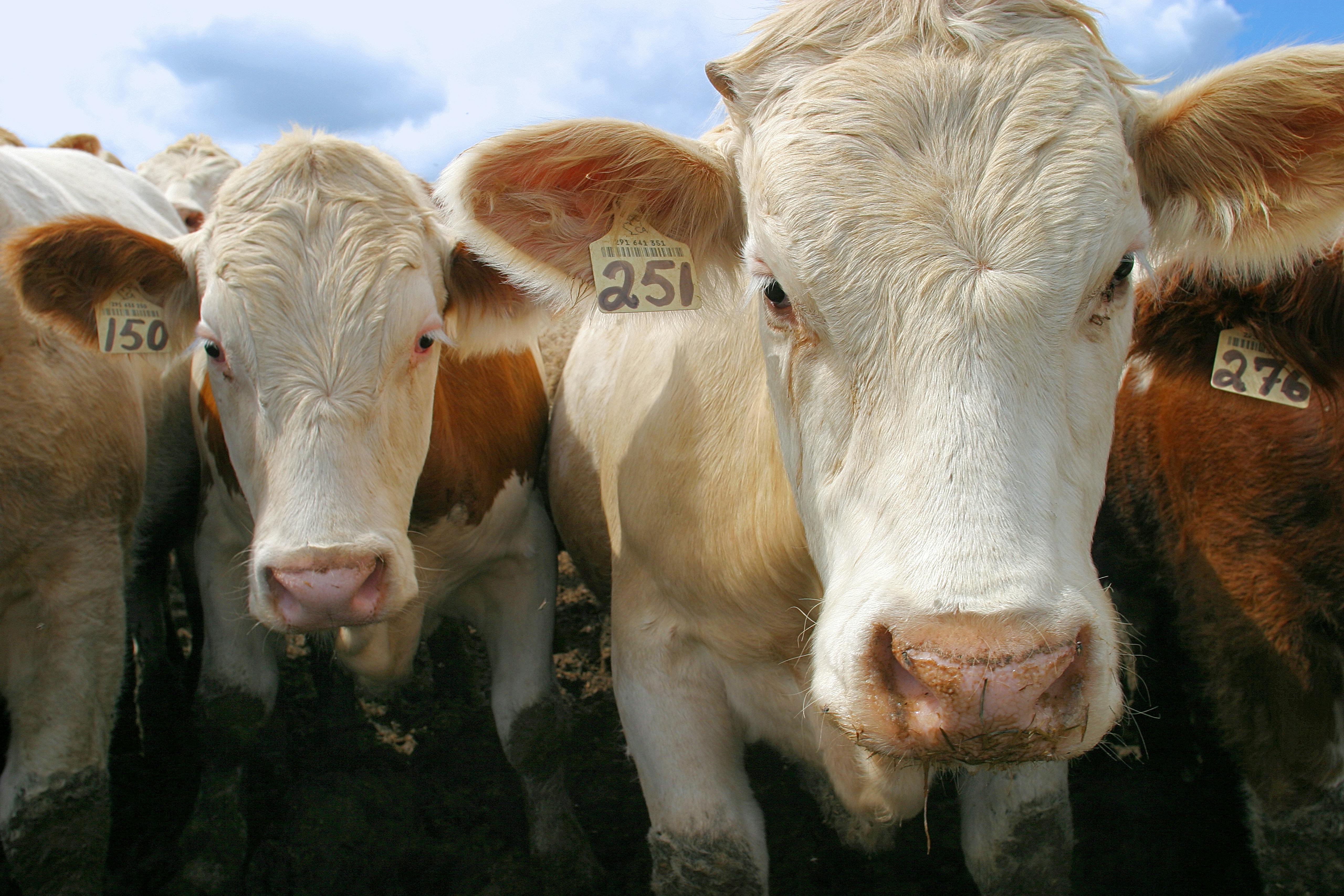 This picture is a closeup of the faces of two beef cattle facing the camera.