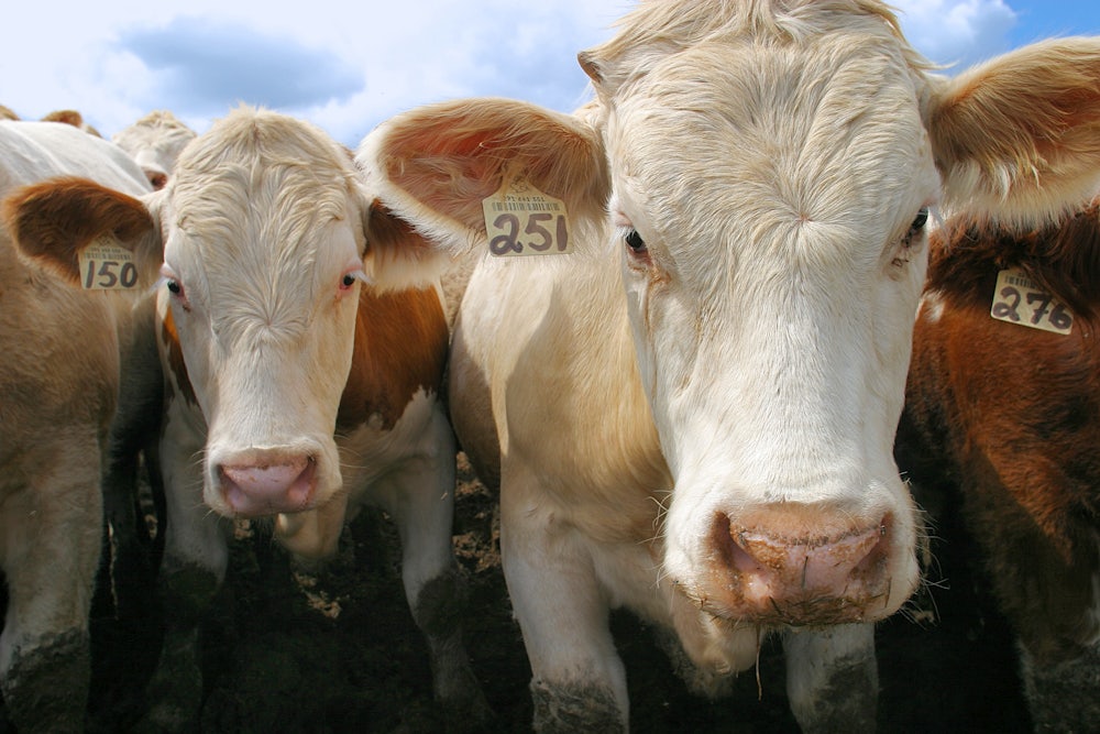 This picture is a closeup of the faces of two beef cattle facing the camera.