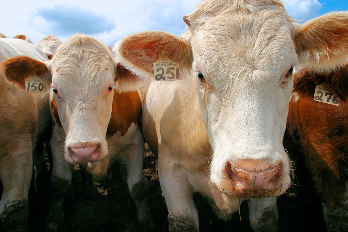 Do Not Pin Your Hopes for Guilt-Free Hamburgers on Seaweed Do Not Pin Your Hopes for Guilt-Free Hamburgers on Seaweed