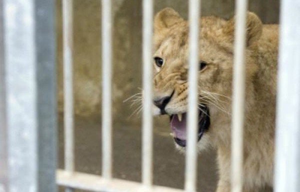 Zanesville Zoo Massacre: John Moore Says Police Killed Caged Animals