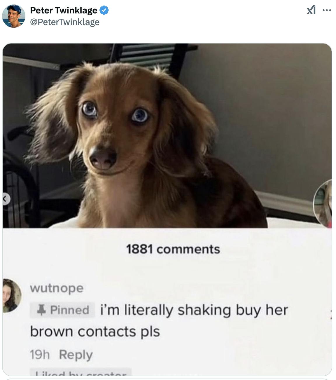 X screenshot of Peter Twinklage @PeterTwinklage sharing a screenshot of a TikTok comment on a video of a dog with blue eyes Comment reads "i'm literally shaking buy her brown contacts pls"