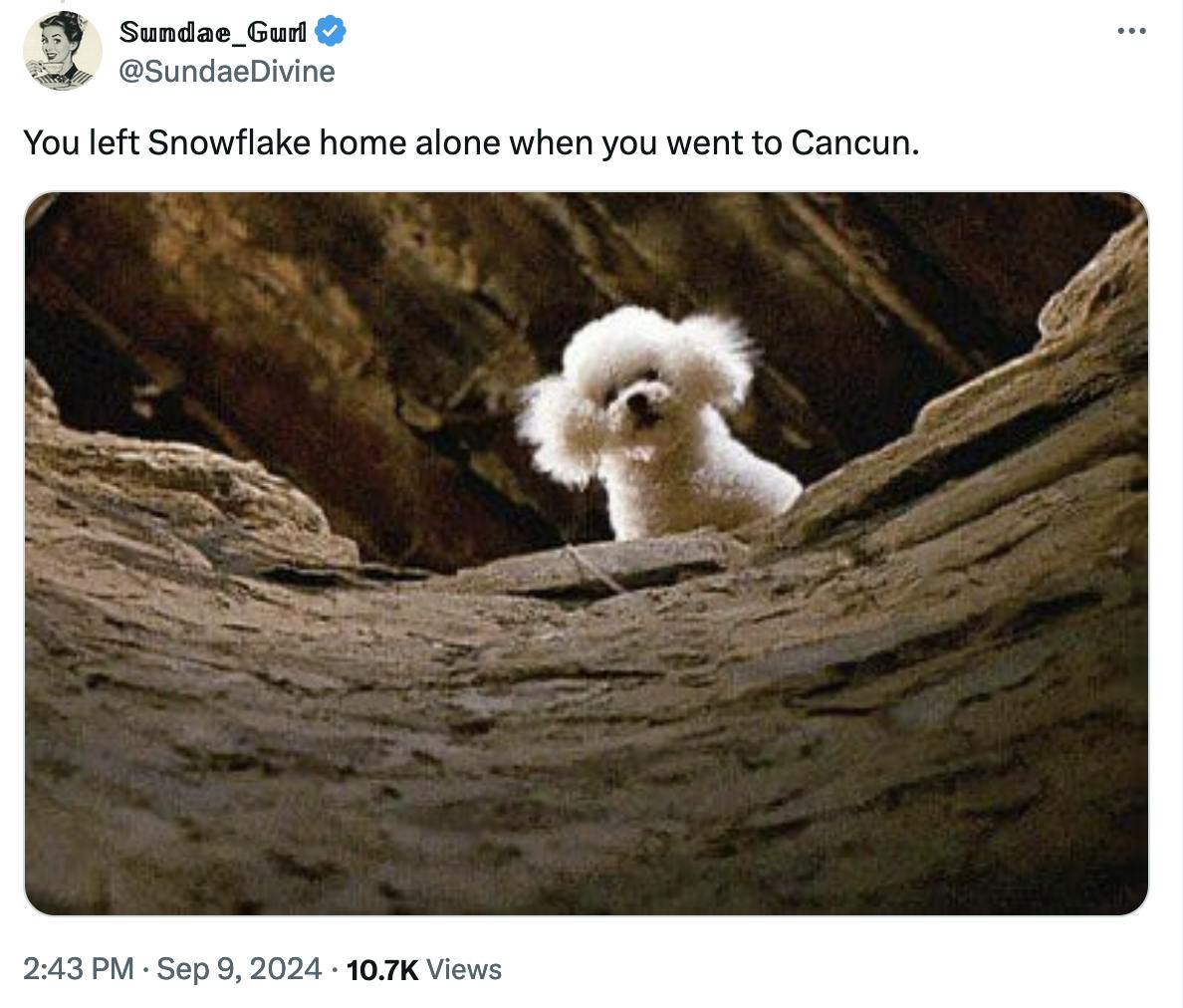 Twitter screenshot 𝕊𝕦𝕟𝕕𝕒𝕖_𝔾𝕦𝕣𝕝 @SundaeDivine: You left Snowflake home alone when you went to Cancun. (with a photo of a small fluffy white dog)