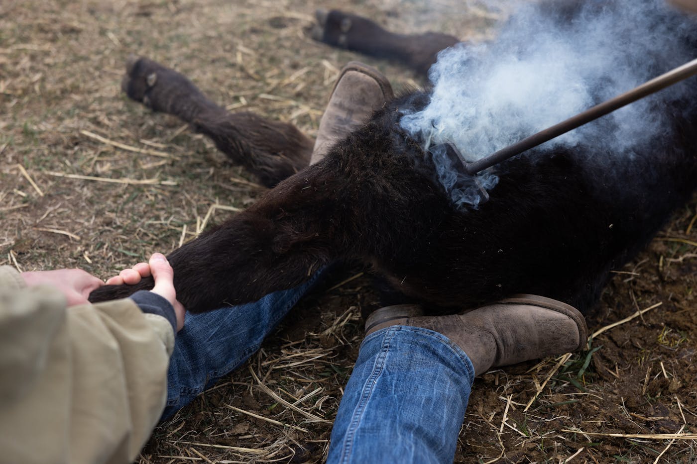 A close up photo of a calf being branded. 