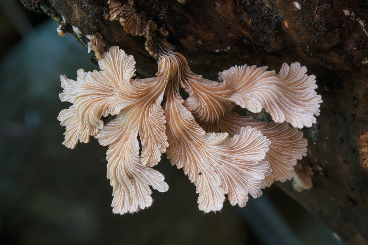Merlin Sheldrake Will Change the Way You See Mushrooms Merlin Sheldrake Will Change the Way You See Mushrooms
