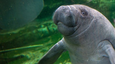 A manatee swims in a tank
