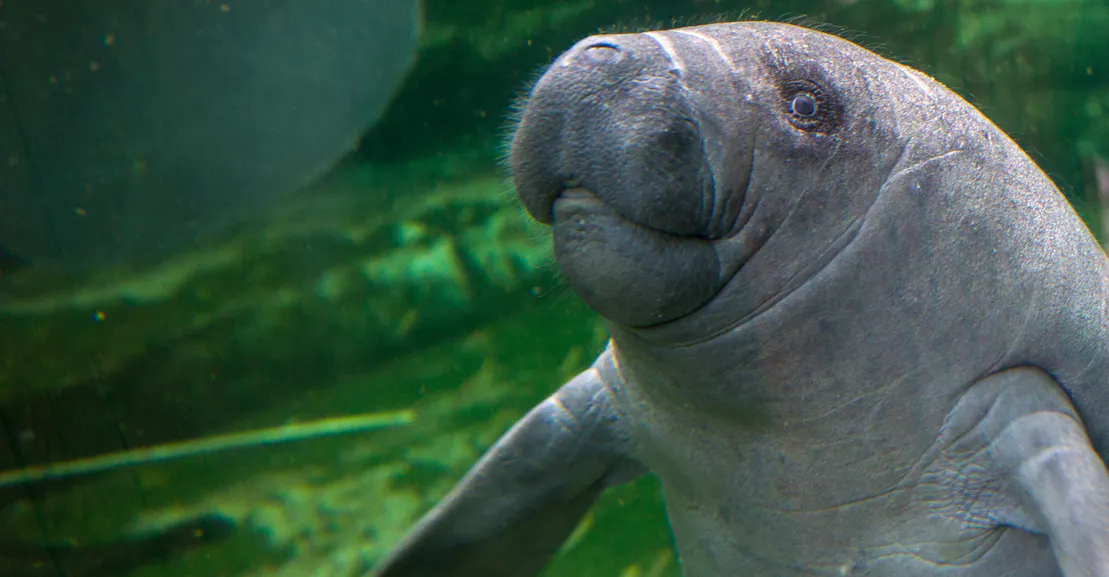 Florida’s Poop Problem Is Killing Manatees Florida’s Poop Problem Is Killing Manatees
