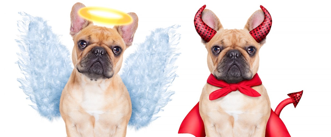 Pope Francis On Dog Heaven All God S Creatures Ascend In Afterlife The New Republic