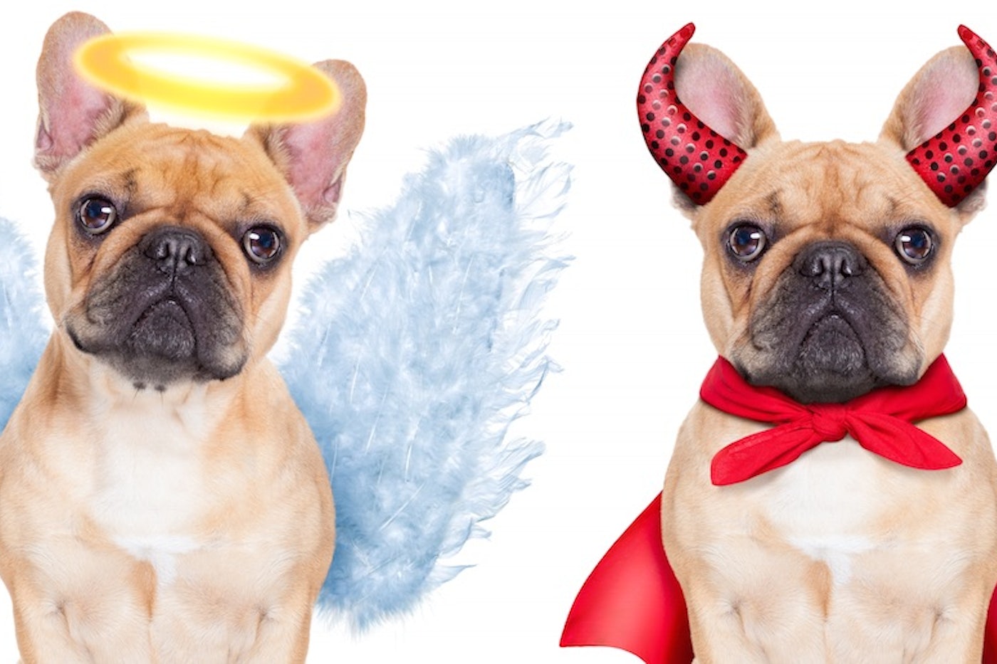 Pope Francis On Dog Heaven All God S Creatures Ascend In Afterlife The New Republic Pope Francis On Dog Heaven All God S Creatures Ascend In Afterlife The New Republic