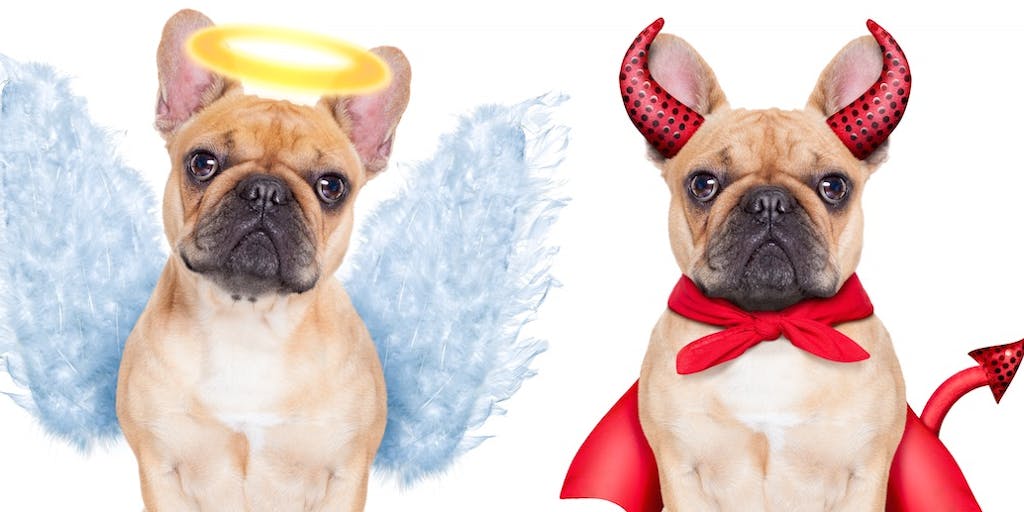 Pope Francis on Dog Heaven: All God's Creatures Ascend in Afterlife | The  New Republic