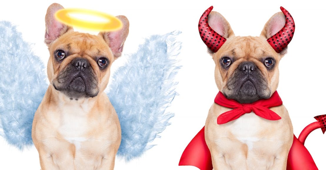 Pope Francis on Dog Heaven: All God's Creatures Ascend in Afterlife | The  New Republic