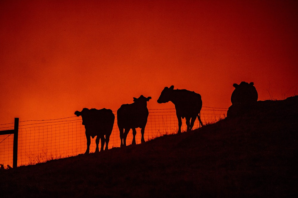 Cows stand on a field as fire approaches in the distance in California.