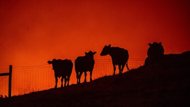 Cows stand on a field as fire approaches in the distance in California.