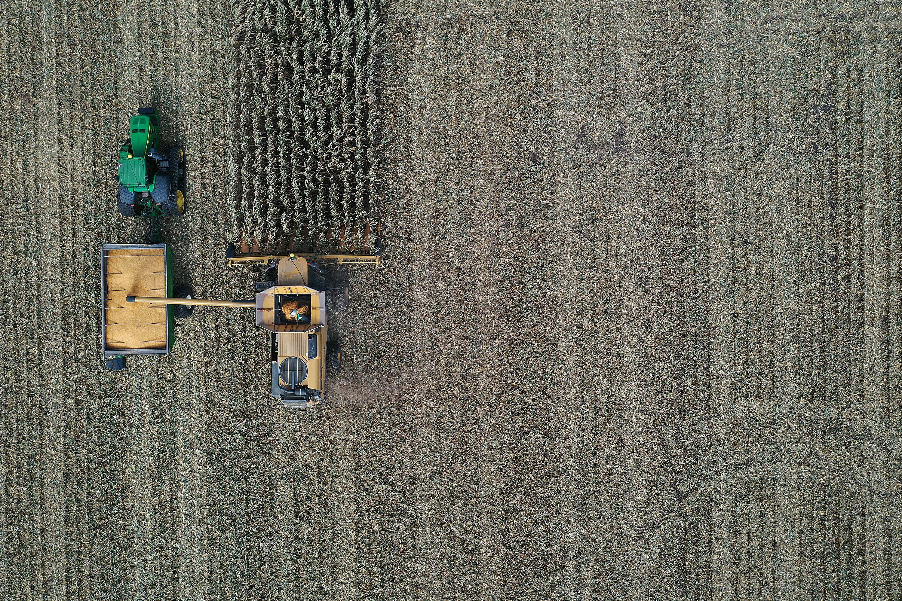 An aerial view from a drone shows a combine harvesting corn.