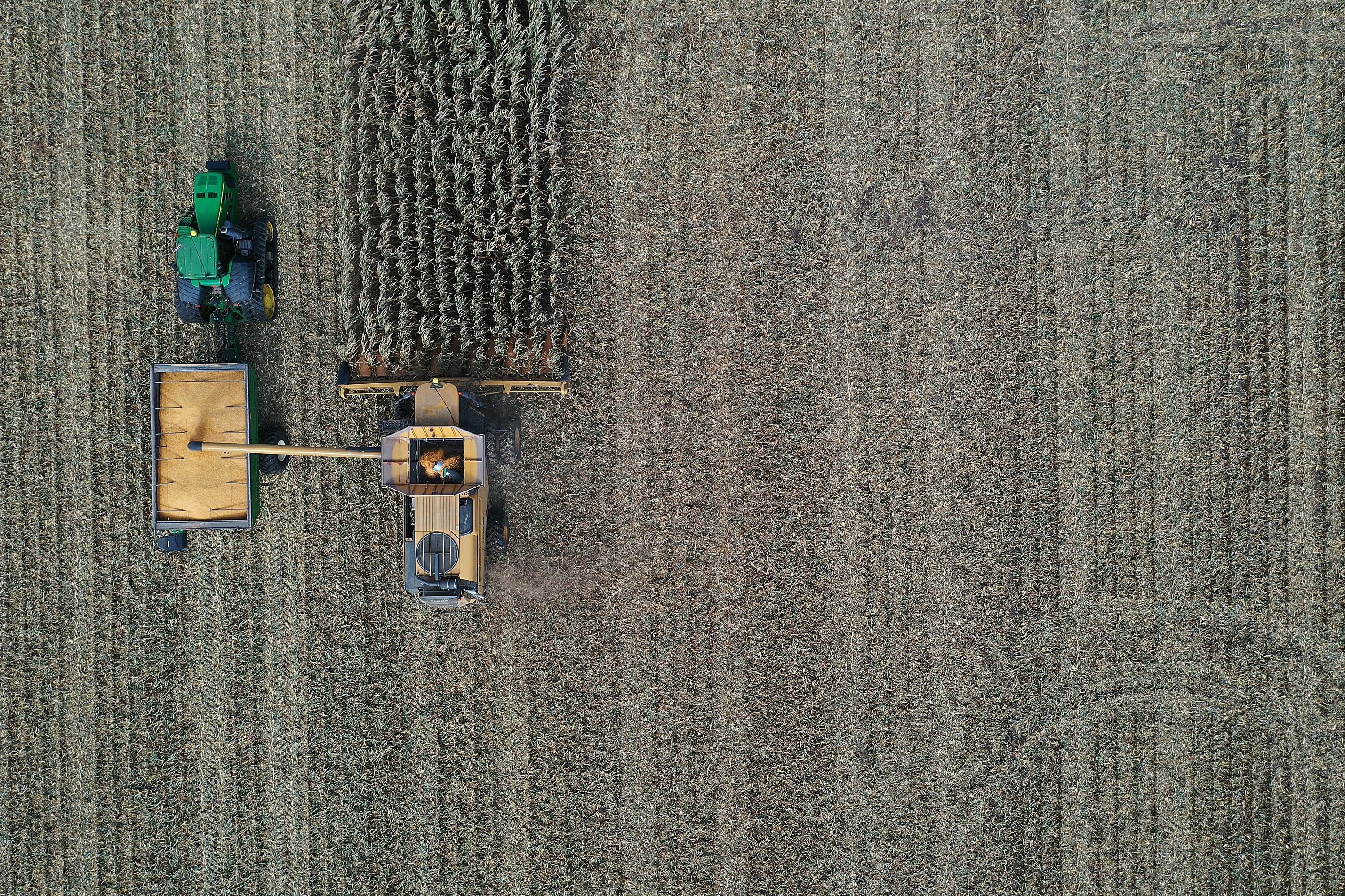 An aerial view from a drone shows a combine harvesting corn.