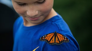 A child look at a monarch butterfly perched on his shoulder.