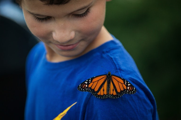 A child look at a monarch butterfly perched on his shoulder.