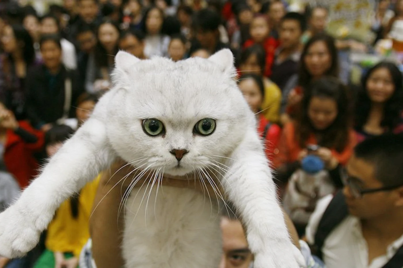 The Internet Is A Cat Video Library The New Republic