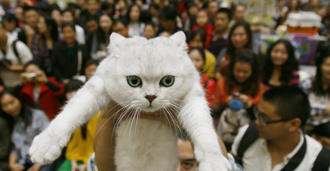 The Internet Is A Cat Video Library The New Republic