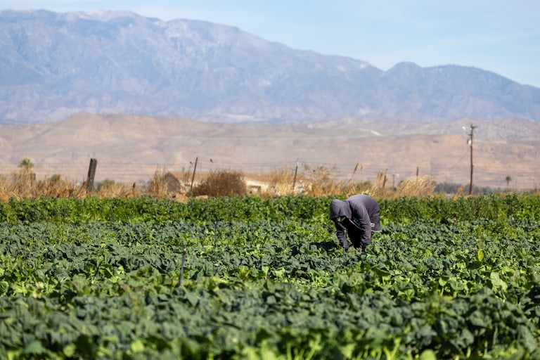 A person works on a farm in San Jacinto, California