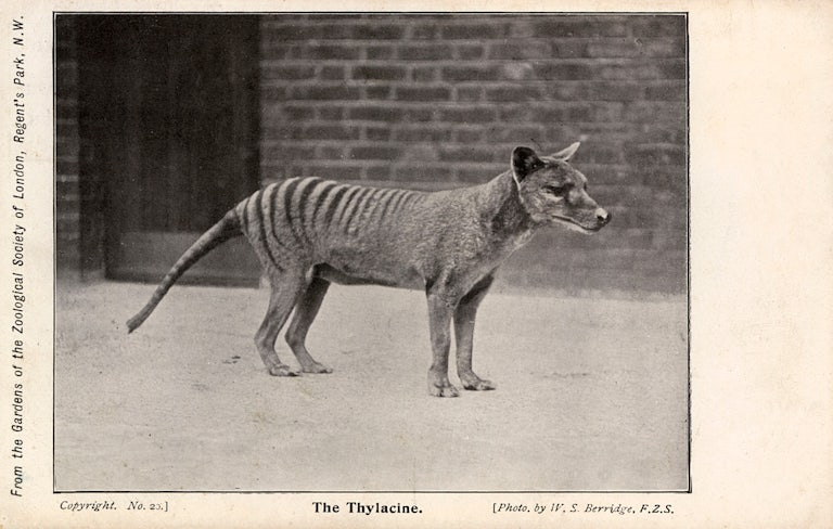 Why the Idea of Bringing the Tasmanian Tiger Back From Extinction Draws So  Much Controversy, Smart News