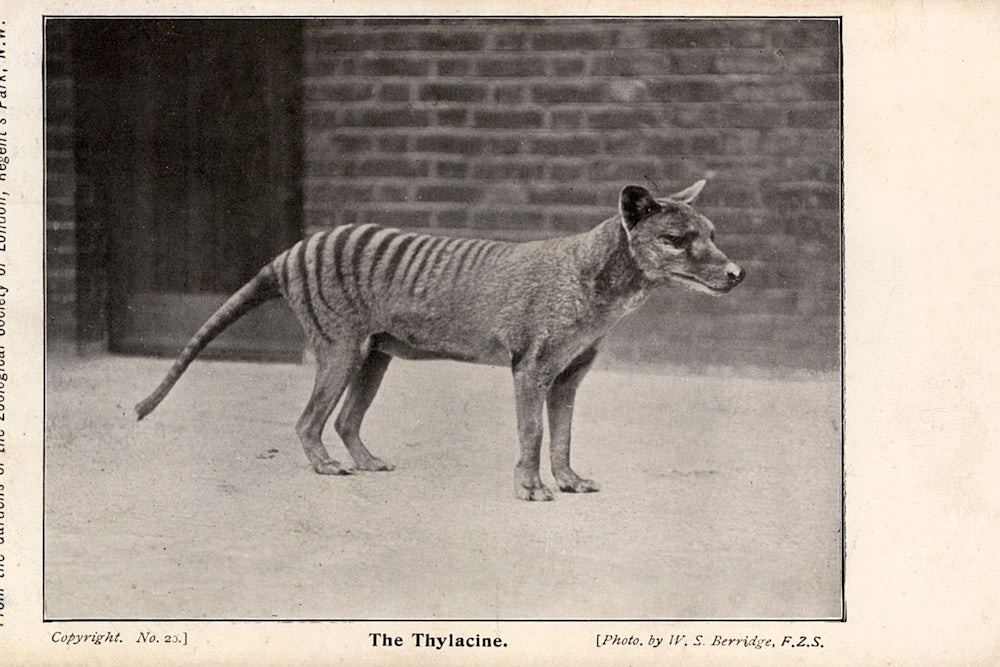 Image shows a small striped animal, standing in profile.