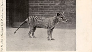 Image shows a small striped animal, standing in profile.