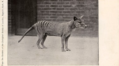 Image shows a small striped animal, standing in profile.