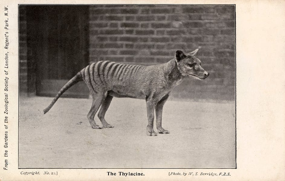 Resurrecting the Tasmanian Tiger Is a Dumb Project