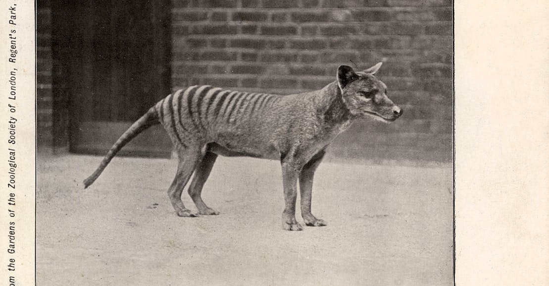 Resurrecting the Tasmanian Tiger Is a Dumb Project Resurrecting the Tasmanian Tiger Is a Dumb Project