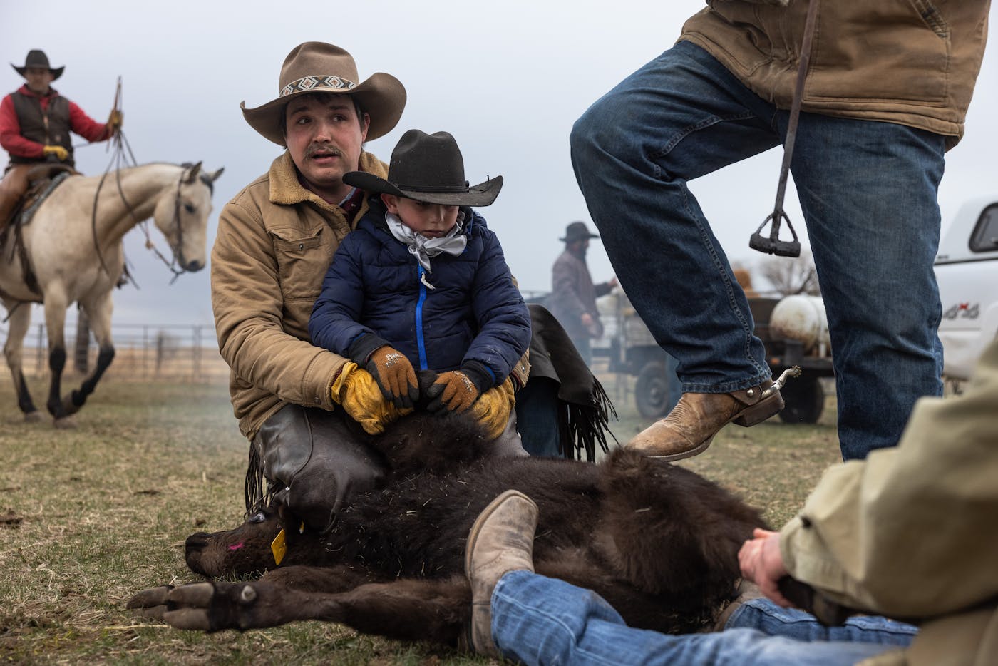 Two men and a child hold down a calf in preparation for branding. A third man readies a branding iron. 