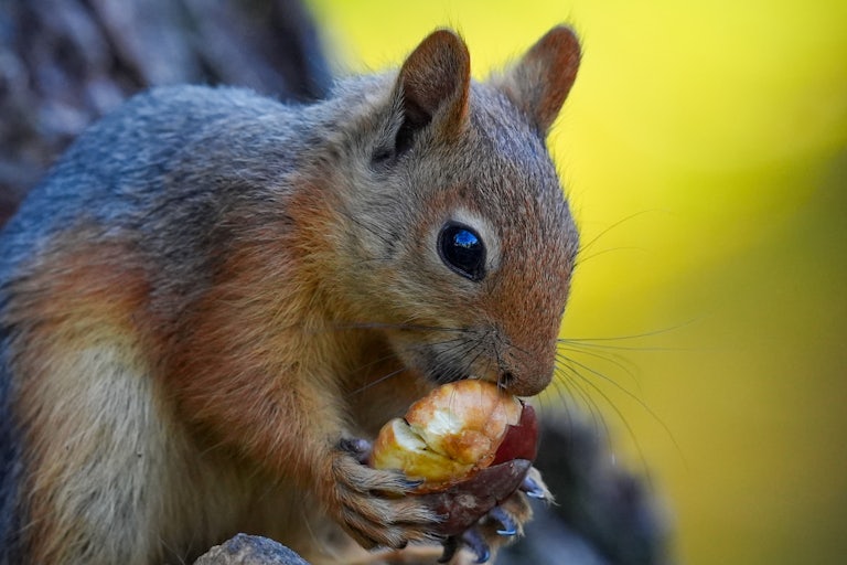 A squirrel holds and eats a nut